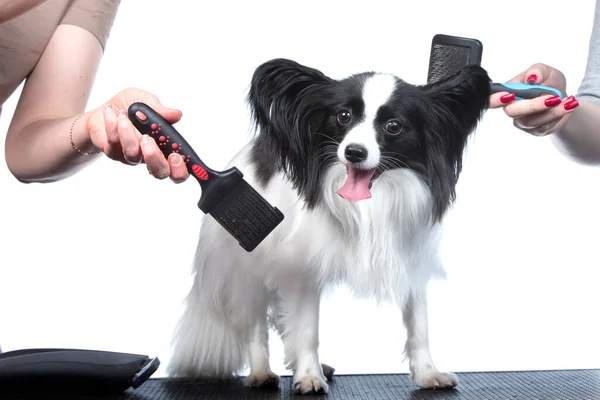 Professional Dog Care Specialized Salon Groomers Hold Tools Hands White — ストック写真