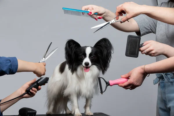 Профессиональное Обслуживание Собак Специализированном Салоне Грумеры Держат Руках Инструменты Сером — стоковое фото
