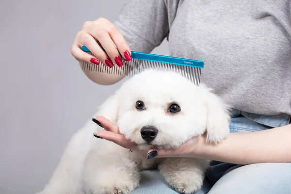 Dog Sheared Salon Care Surfaces Animals Close Bichon Dog Comb — ストック写真