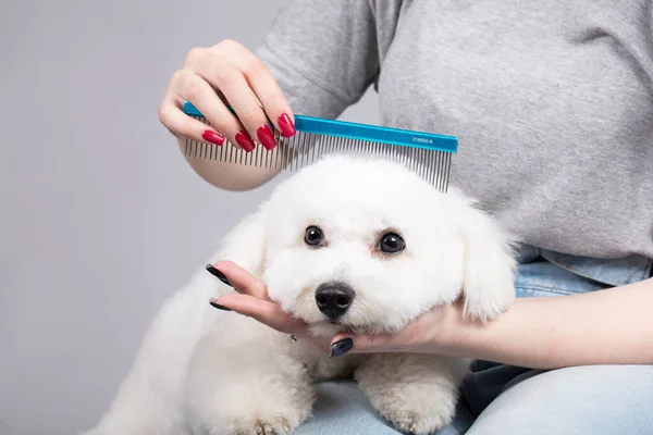 Dog Sheared Salon Care Surfaces Animals Close Bichon Dog Comb — Zdjęcie stockowe