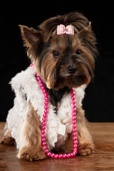 Yorkshire terrier in beautiful clothes. Glamor fashionable dog in a fur coat, decorated with beads and a bow. Designer clothes for dogs.