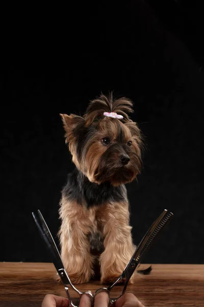 Professional dog care in a specialized salon. Groomers hold tools in their hands on a black background. Yorkshire terrier on the background of a grooming tool.