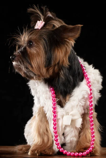 Yorkshire terrier in beautiful clothes. Glamor fashionable dog in a fur coat, decorated with beads and a bow. Designer clothes for dogs.