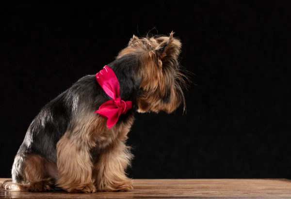 Yorkshire terrier in the studio on a black background turned away and does not look at the camera.