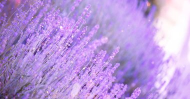 Lavender flower field, blooming purple fragrant lavender flowers. Growing lavender swaying in the wind over the sunset sky.