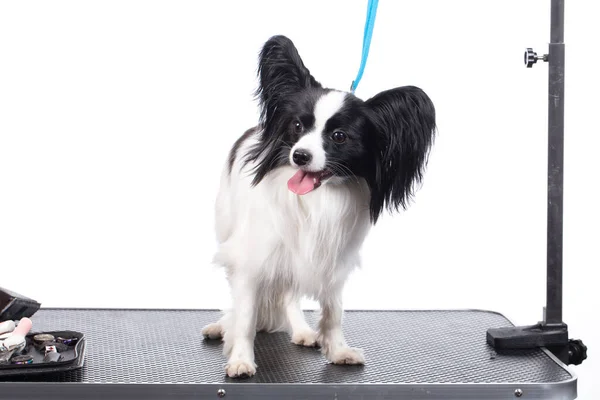 Professional Dog Care Papillon Grooming Table — ストック写真