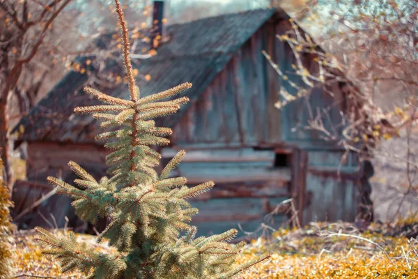 Derrière Sapin Noël Trouve Une Vieille Maison Bois Abandonnée — Photo