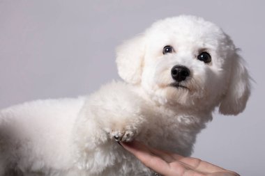 Bichon köpeği kameraya bakıyor..