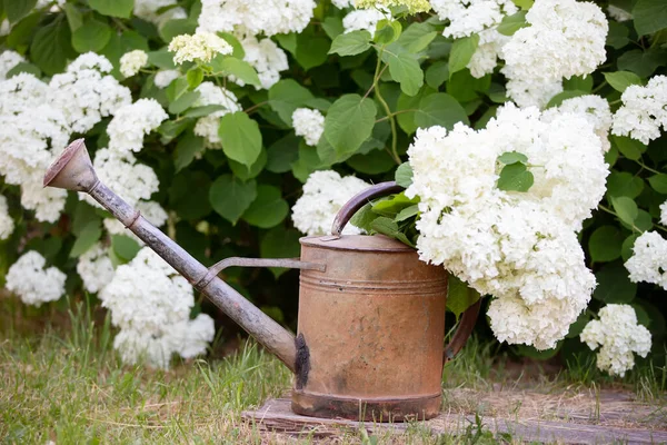 Rega Metal Antiga Pode Contexto Flores Hortênsia Brancas Horticultura Floricultura — Fotografia de Stock