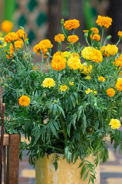 Outono Flores Calêndula Amarelas Vaso — Fotografia de Stock