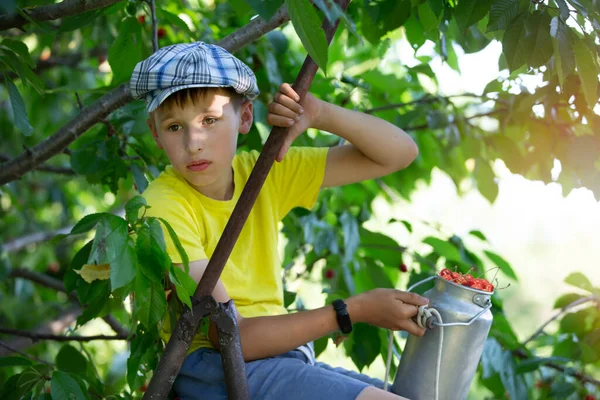 Bambino Sta Raccogliendo Ciliegie Giardino Bambino Strappa Dolce Ciliegia Albero — Foto Stock