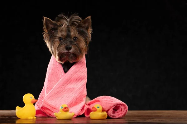 かわいい犬は風呂の準備ができています ヨークシャーのテリアタオルで包まれた 犬のケアの概念 — ストック写真