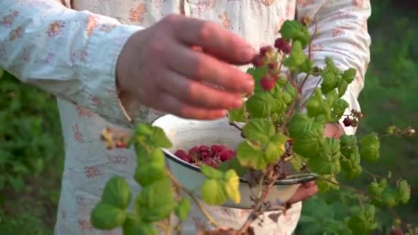Male Hands Pick Ripe Raspberries Close Hands Picking Red Ripe — Stock Video