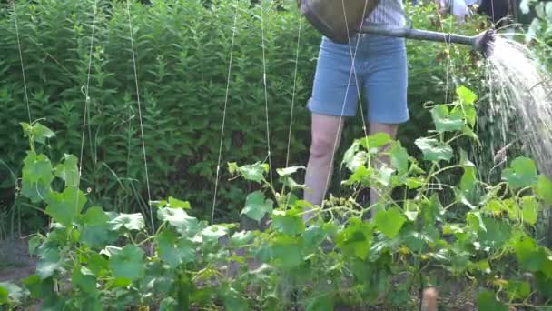 Kobieta Ogrodzie Podlewa Rośliny Ogrodowe Metalowej Puszki Podlewania Koncepcja Ogrodnictwo — Wideo stockowe