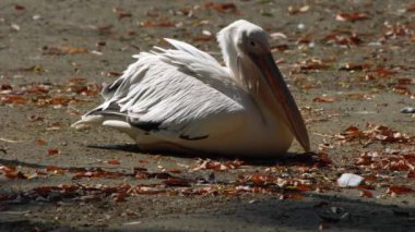 The white pelican is resting on the sand in sunny weather.