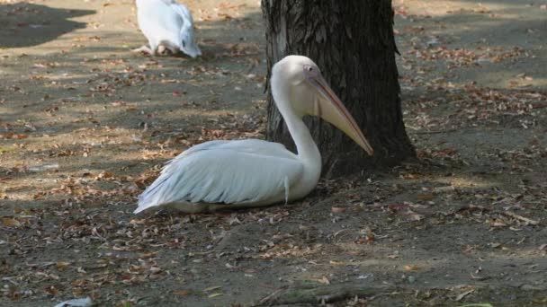 White Pelican Resting Sand Sunny Weather — Wideo stockowe