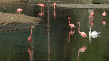 Hayvanat bahçesindeki suyun yanında pembe flamingo sürüsü..