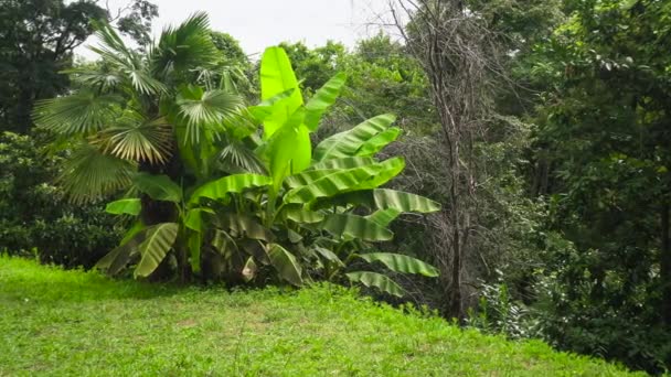 Swingende Palmboom Botanische Tuin — Stockvideo