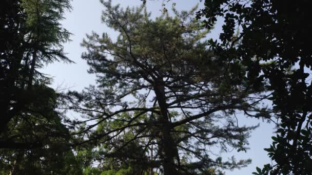 Ένα Δέντρο Ένα Μεγάλο Πράσινο Στέμμα Ενάντια Στον Ουρανό — Αρχείο Βίντεο