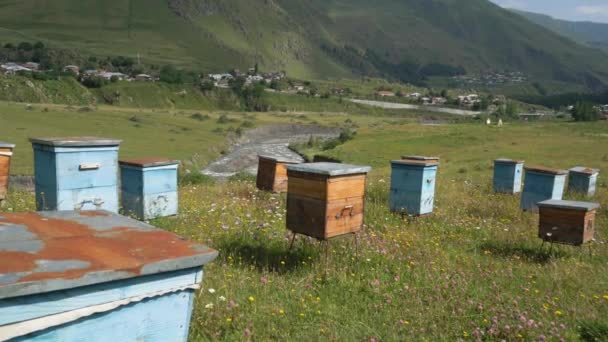 Pasiece Stoi Zrobiony Drewna Domy Pszczół Znajdują Się Zielonej Trawie — Wideo stockowe