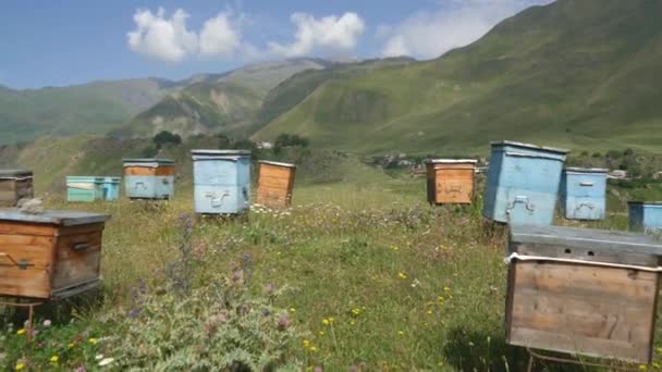 Včelíně Stojí Včelí Dřeva Domy Včel Jsou Umístěny Zelené Trávě — Stock video