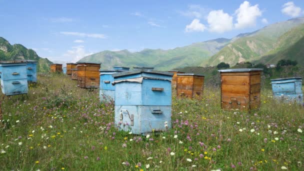 Včelíně Stojí Včelí Dřeva Domy Včel Jsou Umístěny Zelené Trávě — Stock video