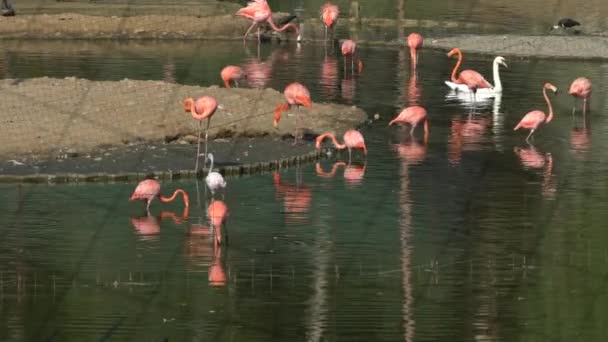 动物园里水边有一群粉红的火烈鸟 — 图库视频影像