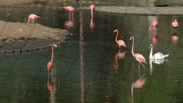 Hejno Růžových Plameňáků Vody Zoo — Stock video