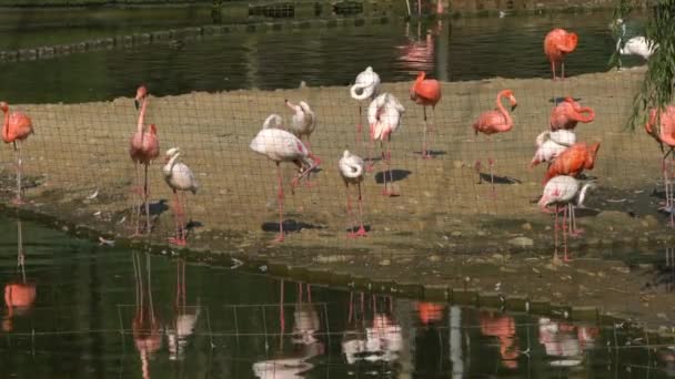 Una Bandada Flamencos Rosados Cerca Del Agua Zoológico — Vídeo de stock