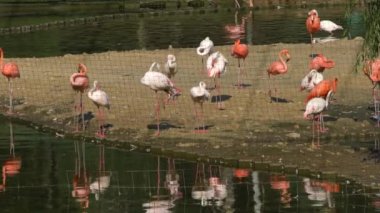 Hayvanat bahçesindeki suyun yanında pembe flamingo sürüsü..