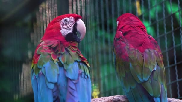 Cockatoo Parrot Branch Cockatoos Sit Big Cage Beautiful Parrot Tree — Stok video