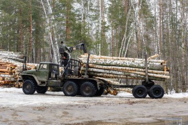 Kereste taşımak için özel araçlar. Huş ağacının kütüklerini özel araçlara yüklüyorum. Kışın kereste hasadı. Ahşap endüstrisi.