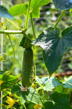Bahçede sarı çiçekli genç salatalıklar yeşil yaprakların arka planına yakın plan. Seradaki bir dalda salatalıklar. Büyüyen salatalıklar.