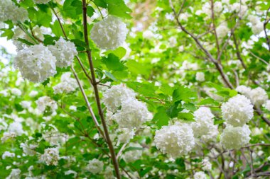 Çiçek açan bahar çiçekleri. Büyük, güzel, beyaz Viburnum opulus Roseum (Boule de Neige) topları. Beyaz Guelder Rose veya Viburnum opulus sterilis, Kartopu Bush, Avrupa Kartopu.