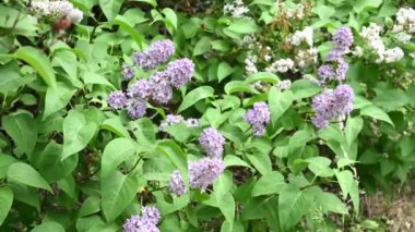 Çiçek açan bahar çiçekleri. Leylak ağacının güzel çiçekleri. Bahar konsepti. Bahçedeki bir ağaçtaki leylak dalları.