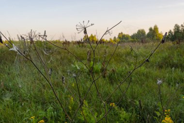 Gün doğumunda bir yaz tarlasının arka planında örümcek ağı. Yaz.