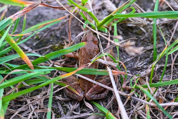大斑点蛙在野外的特写 质量好 特写镜头的动物 — 图库照片