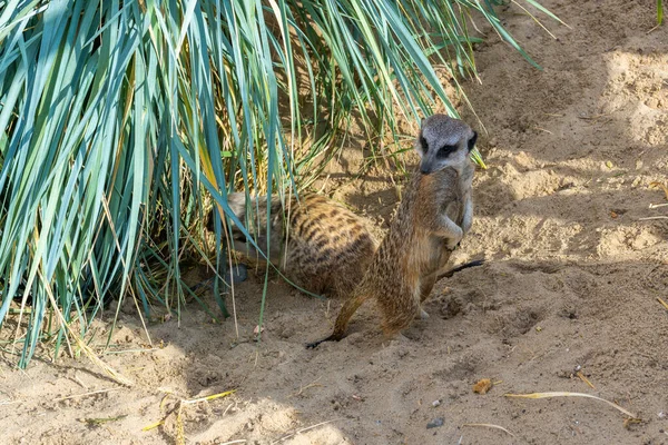 Suricate Garde Maison Famille Guettant Les Menaces Extérieures Debout Sur — Photo