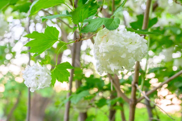 Flores Florecientes Primavera Grandes Bolas Blancas Hermosas Flor Viburnum Opulus —  Fotos de Stock