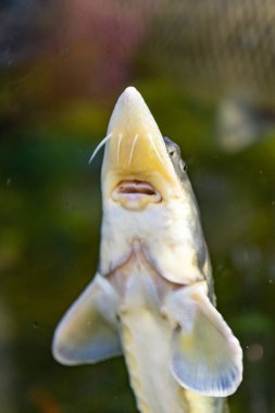 Kazan Akvaryumu 'nun akvaryumundaki çok renkli balıklar. Kazan 'ın turistik yerleri. Yakın çekim..