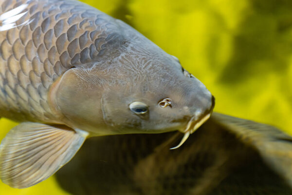 The fish carps. A group of fish in a muddy reservoir. Animals in the wild. The close-up.