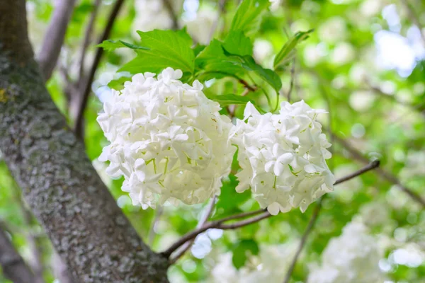 Flores Florecientes Primavera Grandes Bolas Blancas Hermosas Flor Viburnum Opulus —  Fotos de Stock