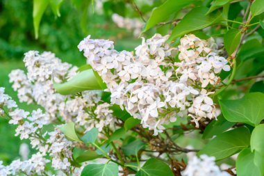 Çiçek açan bahar çiçekleri. Leylak ağacının güzel çiçekleri. Bahar konsepti. Bahçedeki bir ağaçtaki leylak dalları.