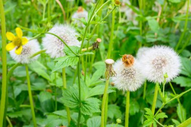 Güneşli bir bahar gününde taze çayır karahindibaları. Çiçekli karahindibalar. Bahar havası için mükemmel bir geçmiş. Kabarık tomurcuklu karahindiba çiçeği..