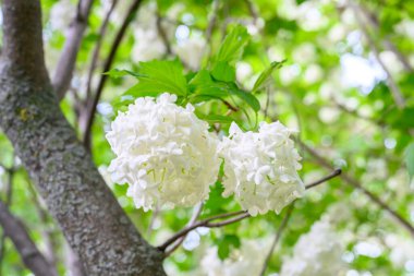 Çiçek açan bahar çiçekleri. Büyük, güzel, beyaz Viburnum opulus Roseum (Boule de Neige) topları. Beyaz Guelder Rose veya Viburnum opulus sterilis, Kartopu Bush, Avrupa Kartopu.
