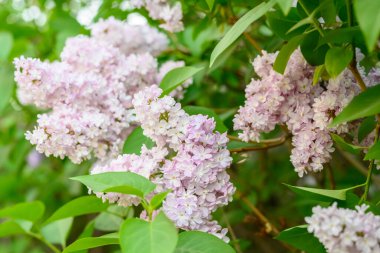 Çiçek açan bahar çiçekleri. Leylak ağacının güzel çiçekleri. Bahar konsepti. Bahçedeki bir ağaçtaki leylak dalları.