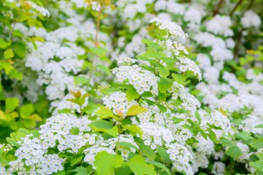 Çiçek açan bahar çiçekleri. Lobularia maritima çiçekleri (Alyssum maritimum, Sweet Alyssum, Sweet Alison), Brassicaceae familyasından bir bitki türü..