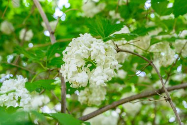 Çiçek açan bahar çiçekleri. Büyük, güzel, beyaz Viburnum opulus Roseum (Boule de Neige) topları. Beyaz Guelder Rose veya Viburnum opulus sterilis, Kartopu Bush, Avrupa Kartopu.