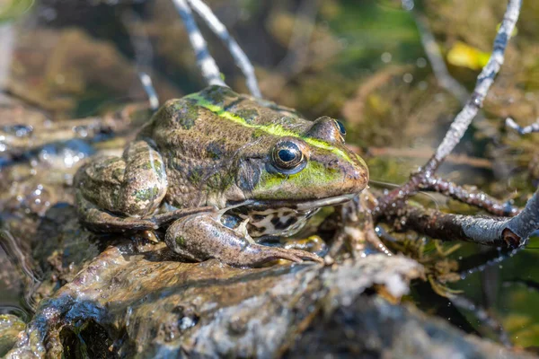 大斑点蛙在野外的特写 质量好 特写镜头的动物 — 图库照片