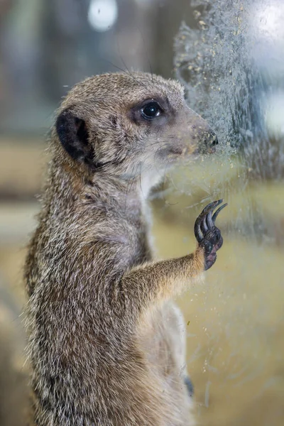 Triste Meerkat Rêve Être Libéré Animal Est Captivité Tristes Yeux — Photo